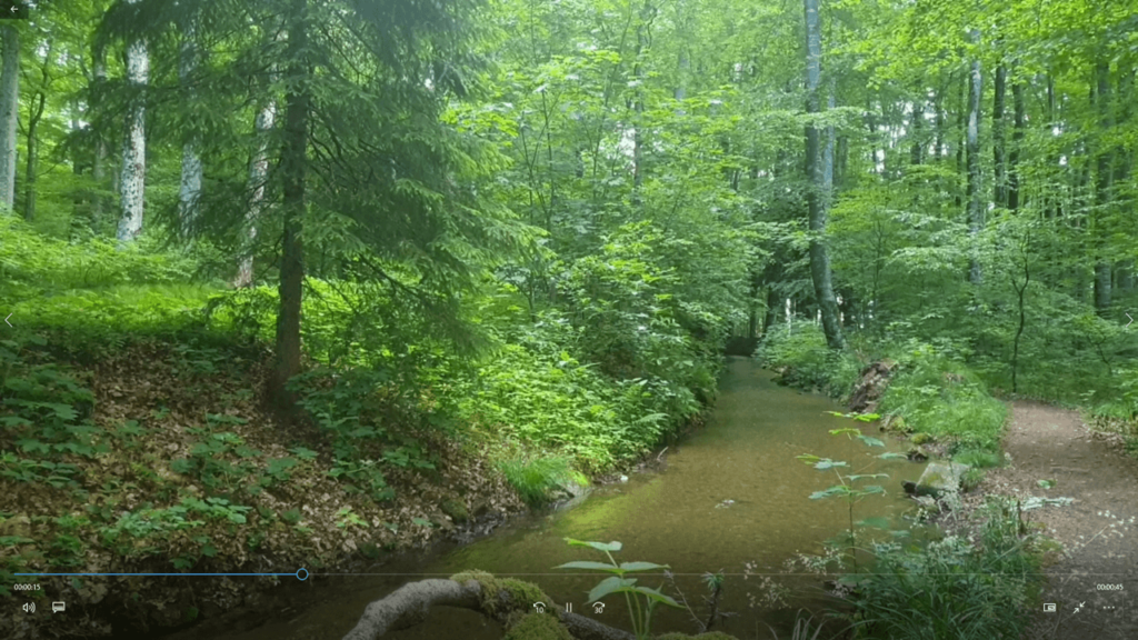 Ankommen im Online-Seminar: virtuelles Waldbaden